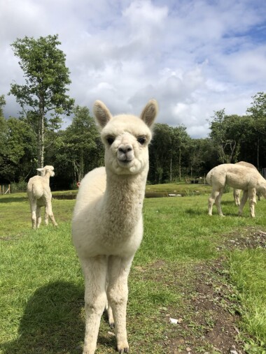 Book onto our animal tours