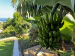 Tropical Garden