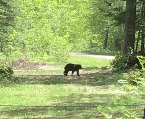 Black bear passing through