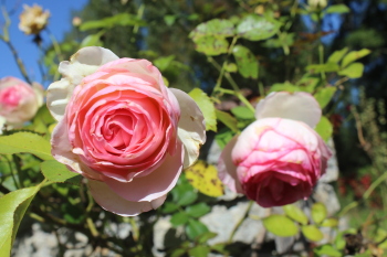 Plusieurs variétés de roses agrémentent la propriété.