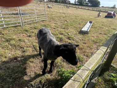 Meet the animals that are often in the field 