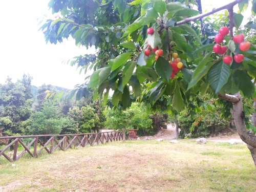 Giardino con ciliegi