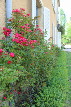 Rosier buisson à l'entrée de la propriété.