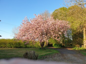 Back Garden - Grange Side Lawn