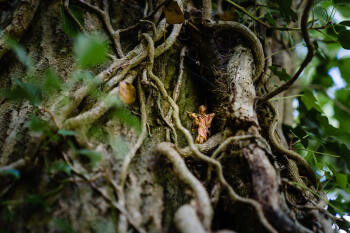 Hunt for forest folk in our woodland fairy walk