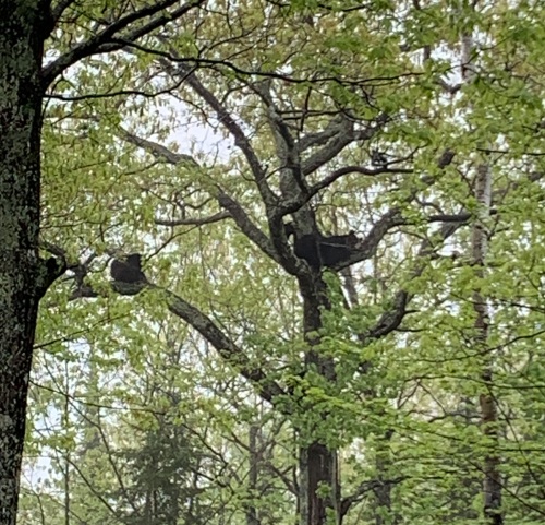 Bear cubs in a tree