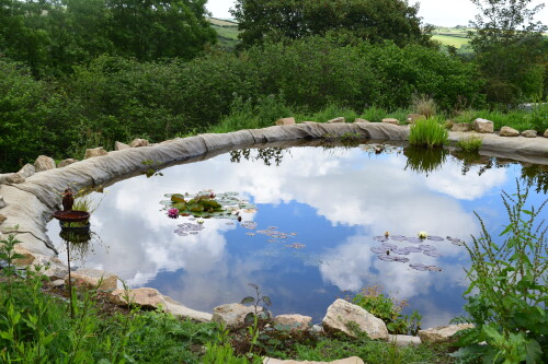 the pond
