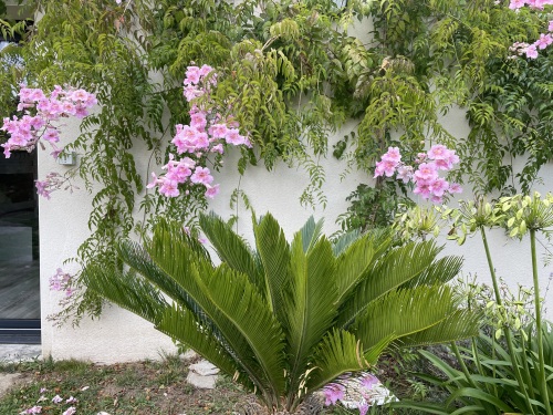 devant la chambre, jardin fleuri