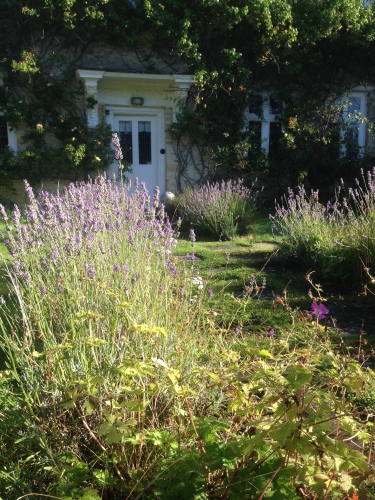 Lavender in the walled garden