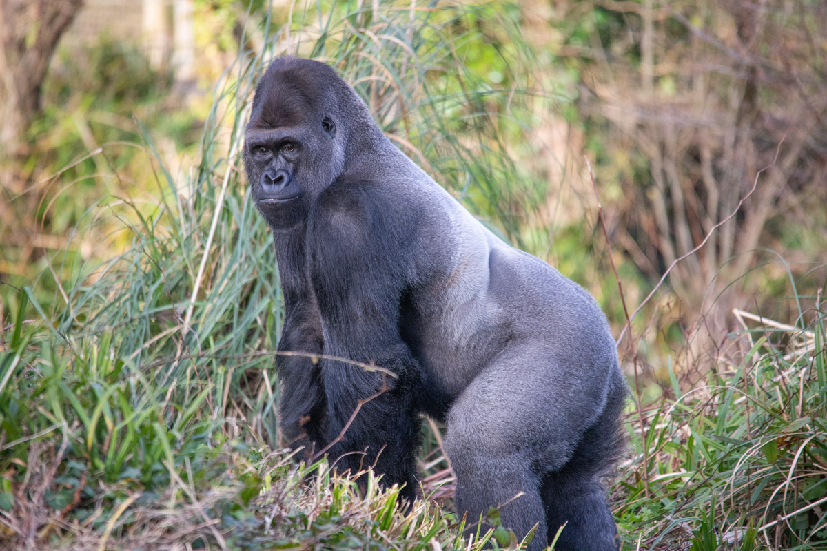 Paignton Zoo