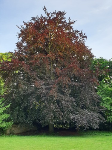 Our beautiful Copperbeech tree