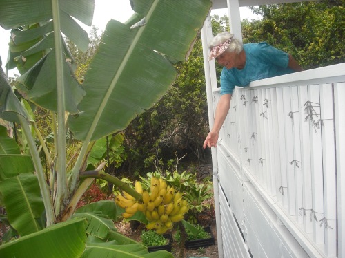 You can almost Pick Bananas from the Lanai
