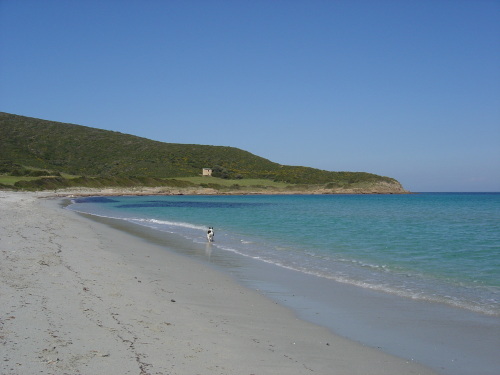 tamarone