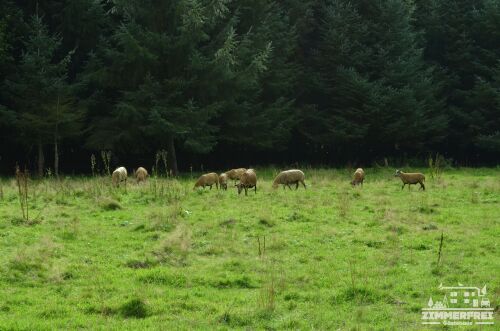 Wald, grüne Wiese und Schafe - so sieht bei uns die Dorfidylle aus