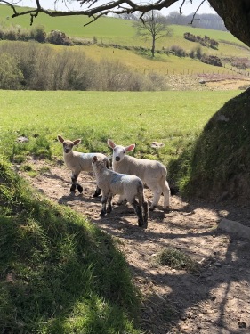Lambs greet you on your walks and picnics in our fields.