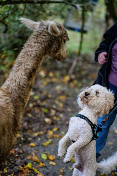 Book onto our animal tours