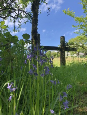 Native bluebells greet explorers across the estate