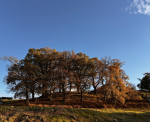 Nature on-site