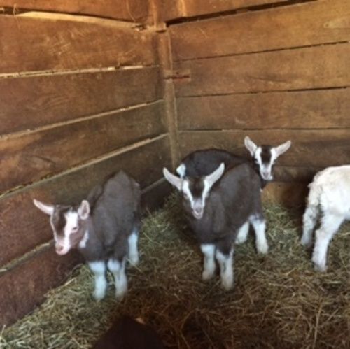 Spring baby goat kids