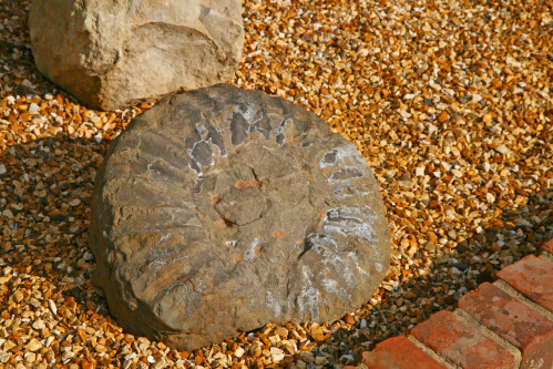 Ammonite found locally in our Water Garden