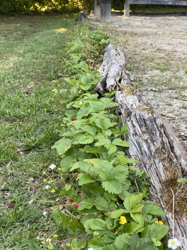 fraises des bois en bordure de boulodrome