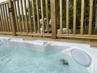 Visit from the Alpacas