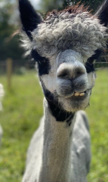 Book onto our animal tours