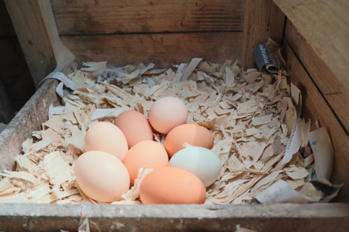 Fresh eggs