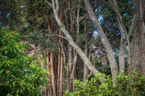 Back yard trees