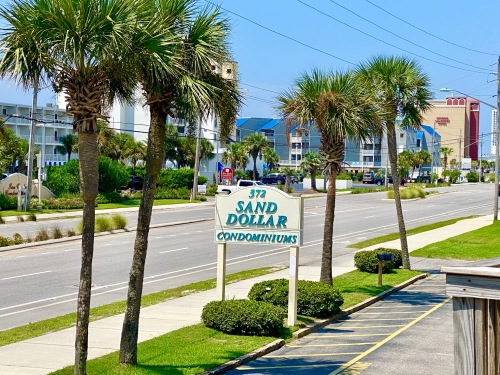 SAND DOLLAR #4