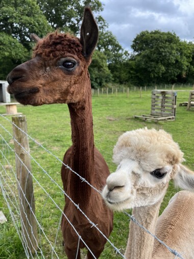 Book onto our animal tour