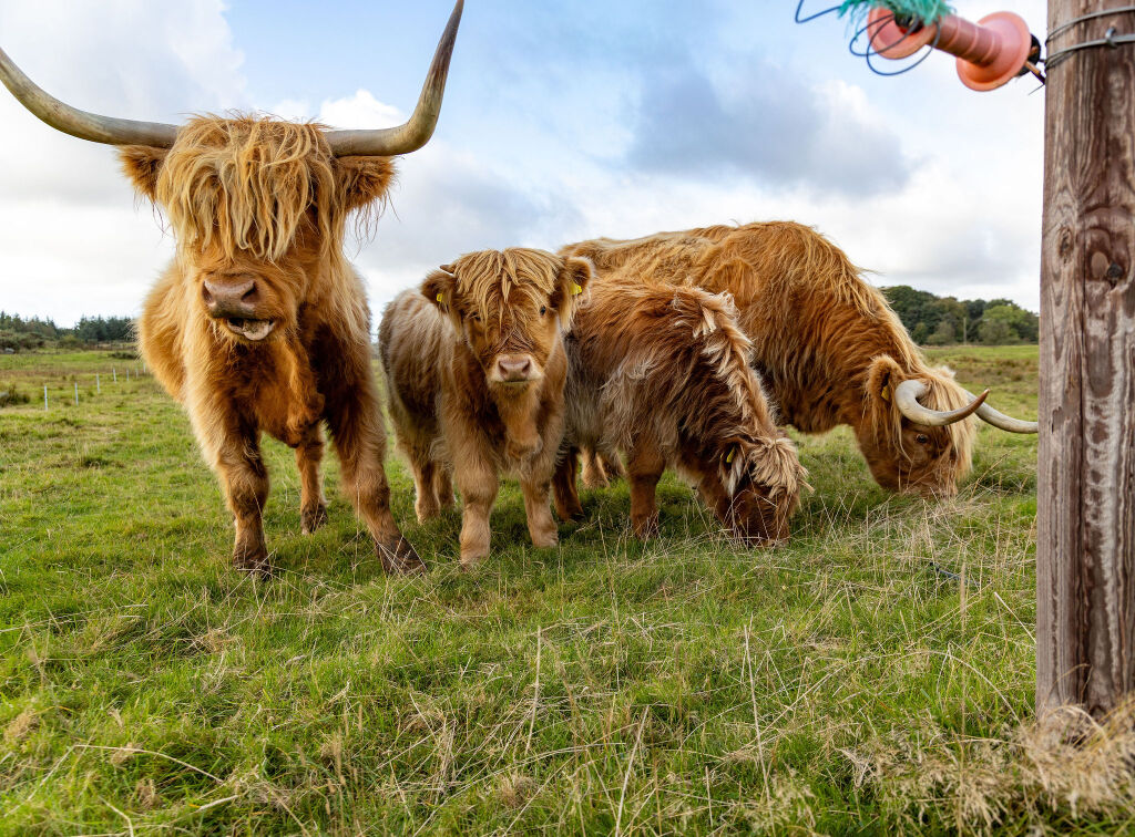 [{'Text': 'Highland Cows', 'CultureCode': 'en-GB'}] glamping cabins and grounds, photo 2 of 32