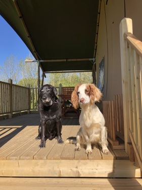 Dog friendly welcome from Guinness and Archie