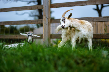 Our goats