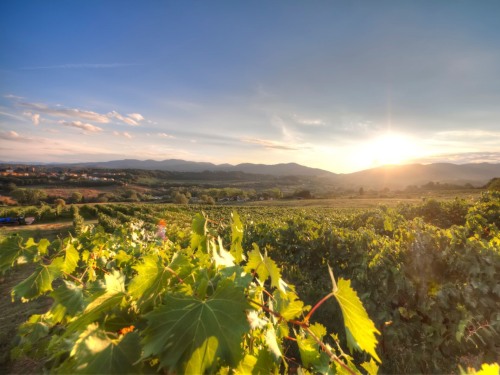 Le nostre Vigne