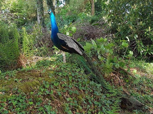 Peacocks roaming the grounds