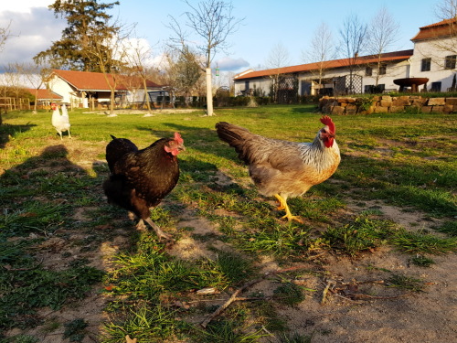  Poules à votre service pour les oeufs frais du matin