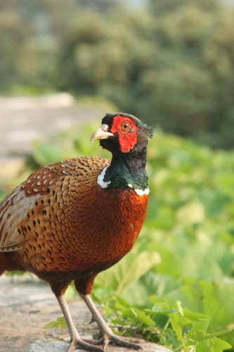 close up of a male Pheasant in our garden