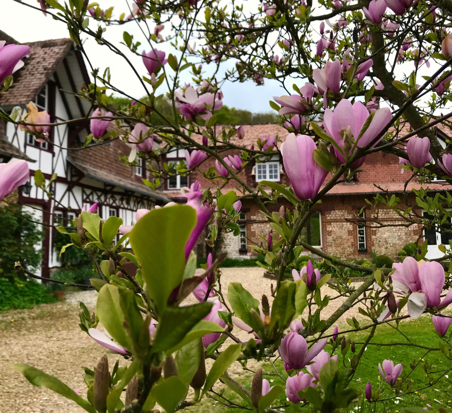 Les magnolias, symbole de notre domaine