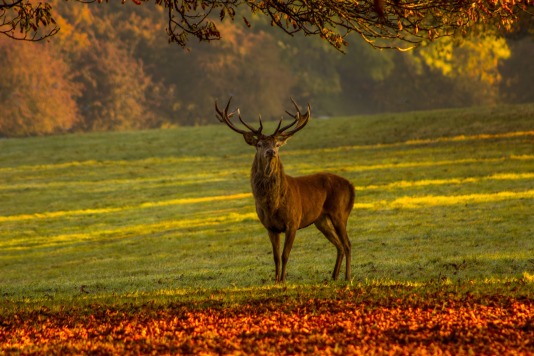 Le Brâme du Cerf Gite rural Ardenne Les 12 Bois du Cerf - Les Tailles - Houffalize