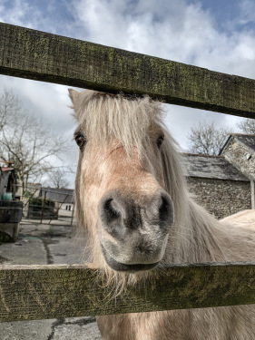 Salsa the pony looks forward to welcoming you! 