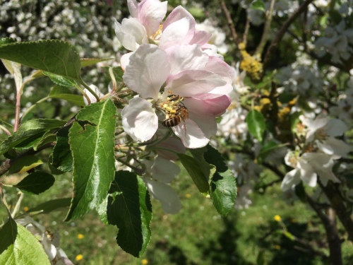 Our bee on the Apple Blossom