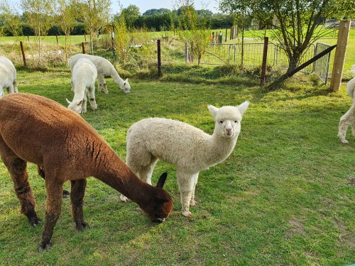 Dartmoor Reach Alpaca Farm - 