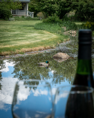 Ducks on the pond 