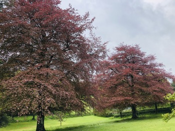 Copper Beeches on the South Lawn