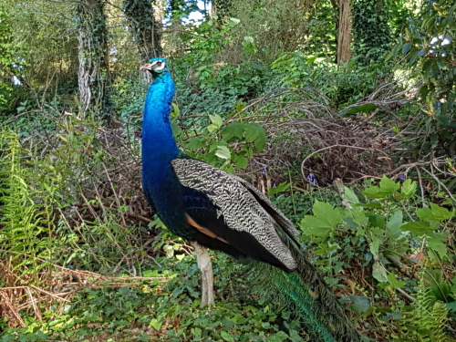 Peacock roaming the grounds