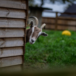 Bryn our goat