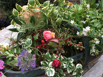 Back Garden - Flowers and Foliage from the garden
