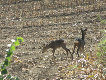 Deer in field opposite