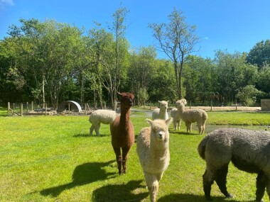 Our alpacas